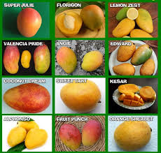Mango Mania Starts Now!!! We've got over 24 varieties of mango trees in  stock and mouth watering mango treats in our Market!