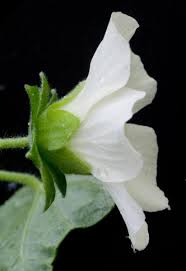 Image result for Pavonia senegalensis