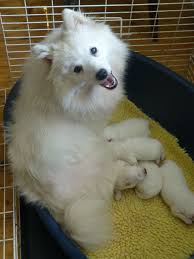 Stunning Japanese Spitz Puppies Whitland Carmarthenshire Pets4homes