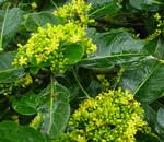 Image result for Psychotria capensis