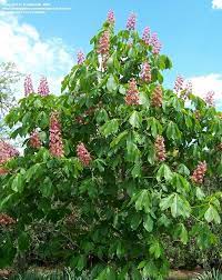Aesculus x carnea 'fort mcnair' red horse chestnut is a beautiful red flowering buckeye. Full Size Picture Of Red Horsechestnut Red Horse Chestnut Bottlebrush Buckeye Fort Mcnair Aescu Horse Chestnut Trees Red Horsechestnut Bottlebrush Buckeye