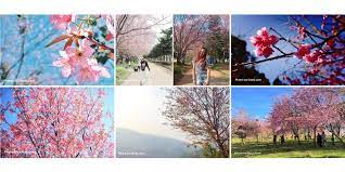 Entdecke rezepte, einrichtungsideen, stilinterpretationen und andere ideen zum ausprobieren. Januari Dan Februari Bulan Terbaik Untuk Lihat Bunga Sakura Di Thailand Wisatathailand Id