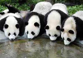 Image result for panda