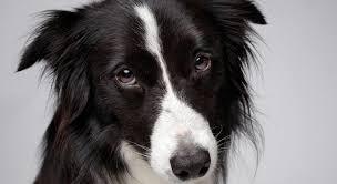 Border Collie Kopek Cinsi Ozellikleri Ve Bakimi Ajanimo