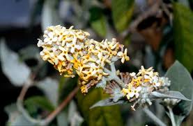 Image result for Buddleja madagascariensis