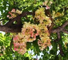 Rainbow Shower Tree Cassia X Nealiae Pink Flowering Trees Tree Care Propagating Plants
