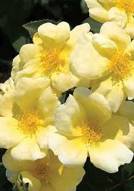 Check spelling or type a new query. Sunny Knock Out Rose Shop Online With Plantsbymail Com