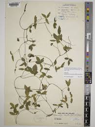 Image result for Sphenostylis erecta