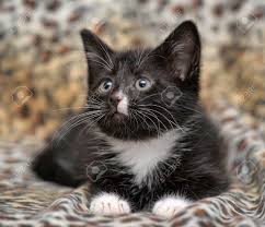 Buy the selected items together. Black Kitten With A White Chest And Paws Stock Photo Picture And Royalty Free Image Image 38752301