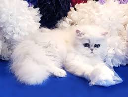 For the best experience, we recommend you upgrade to the latest version of. Teacup Persian Kittens For Sale In Texas Cfa Pet Silver Chinchilla Persian Cats Tinypersians Com Dallas Tx