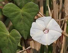 Image result for Ipomoea tenuirostris