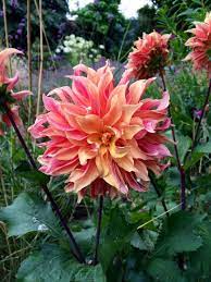 A tasteful collection of seasonal flowers in coordinated wrapping. The 7 Best Plants For Late Summer Garden Success The Middle Sized Garden Gardening Blog