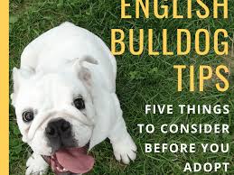They were the fifth most popular purebreed in the us in 2017 according to the. 5 Things To Consider Before Owning An English Bulldog Pethelpful
