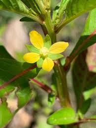 Image result for Ludwigia erecta