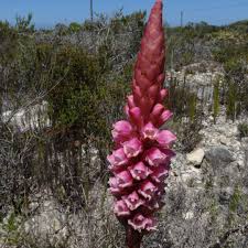 Image result for Satyrium carsonii