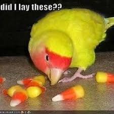 Bird Memes Funny Bird Pictures Funny Birds Funny Animal Memes