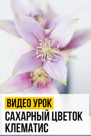 как приготовить мастику для торта в домашних условиях видео Saharnyj Cvetok Klematis V 2020 G Saharnye Cvety Cvety Iz Saharnoj Mastiki Cvety Na Torte