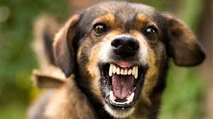 Lyme disease is a multisystem illness caused by infection with the spirochete borrelia burgdorferi and the body's immune response to the infection. Abandoned Coldly Sickness Diseases Thai Rath Neuck Com