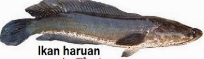 Makanan berpantang berprotein ialah ikan tenggiri, salmon & tuna. Jenis Ikan Yang Boleh Dimakan Ketika Berpantang