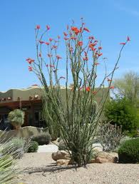The cactus wren bird mostly lives in arizona,this is their natural habitat, these birds also live in places like new. Great Design Plant Ocotillo For High Reaching Flair