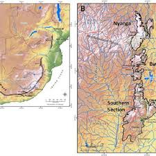 Image result for Helichrysum sulfureofuscum