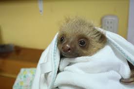 5 out of 5 stars. Slothville Cute Sloth Pictures Cute Baby Sloths Baby Sloth