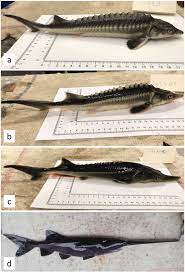 Scientists Accidentally Create Paddlefish Sturgeon Hybrid Mental Floss