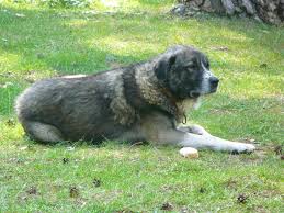 Maybe you would like to learn more about one of these? Dosya Kunduz Kopegi 6 Jpg Vikipedi