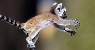 One Of The First Things A Young Ring Tailed Lemur Learns Is To Jump Cute Small Animals Animal Planet Baby Lemur