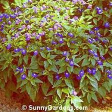 Pin On House Plants Patio Ideas