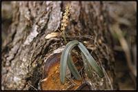 Image result for Chamaeangis