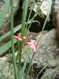 Image result for Freesia laxa