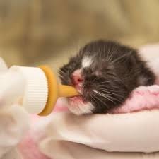 It's too easy for formula to the pictures show youngsters and the ears are proportionally larger making them very noticeable. 60 Newborn Bottle Baby Kittens Need Foster Homes Critter Corner Azfamily Com