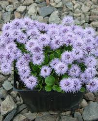 Image result for Globimetula kivuensis