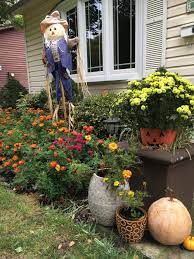 Garden Mum Chrysanthemum X Morifolium Key Lime Garden Org