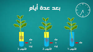 البنيات المسؤولة عن امتصاص الماء والاملاح المعدنية لدى النباتات الخضراء Youtube