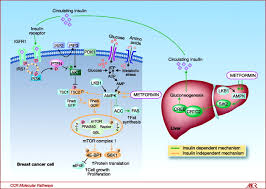 The mitochondrial transpor t chain is generally the nal component of metabolism which generates atp using n adh (above). Metformin A Therapeutic Opportunity In Breast Cancer Clinical Cancer Research