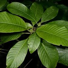 Image result for Psychotria djumaensis