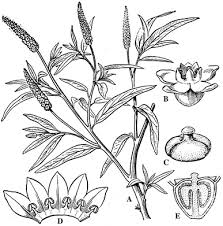 Image result for Sphenocleaceae