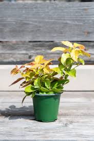 Image result for Pereskia aculeata