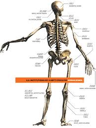 Bones are not inanimate rock like structures in the human body; Inside India S Underground Trade In Human Remains Wired