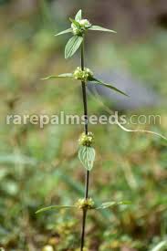 Image result for Spermacoce