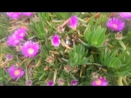 Kaz Ayagi Makas Otunun Faydalari Makas Otu Yagi Ve Cayinin Faydalari Yararlari Nelerdir Youtube Otlar Cay Dogal