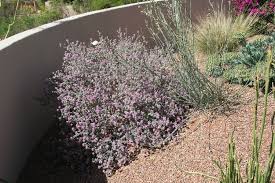 Image result for Indigofera pulchra