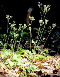Image result for Crepis urundica
