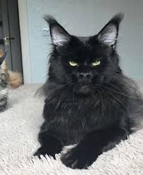 We raise sheep & flax, spin & weave handmade yarns Pin On Maine Coon
