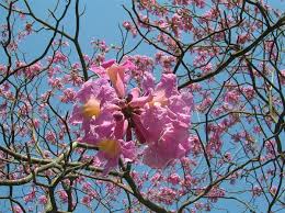 Image result for Handroanthus sp. near impetiginosus