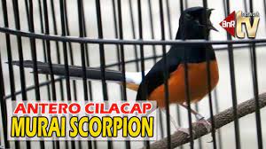 Cara Melatih Mental Murai Batu Umur 1x Mabung Lakukan Di Rumah Tips H Machrom Antero Cilacap Youtube