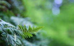 Ferns became popular indoor plants during the victorian era. Green Fern Plant Plants Ferns Depth Of Field Hd Wallpaper Wallpaper Flare