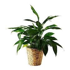 Fridfull Vaso Jacinto De Agua Diametro Exterior 15 Cm Ikea Fake Plants Decor Potted Plants Water Hyacinth